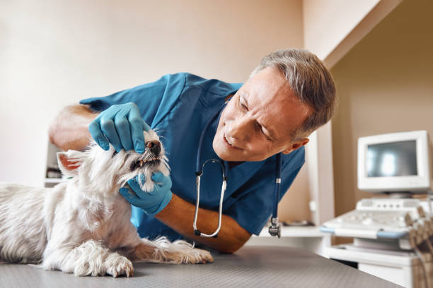 Best Pediatric Emergency Dentist in White Plains, NC